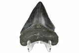 Fossil Megalodon Tooth - South Carolina #168147-2